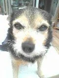 Molly.webp