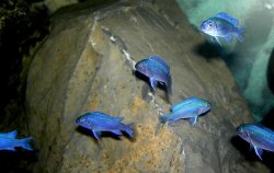 Maylandia_callainos_fry__small.JPG