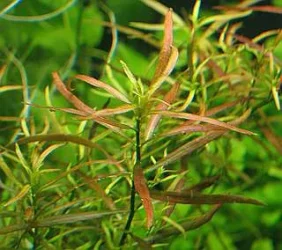 Larcuata1.webp