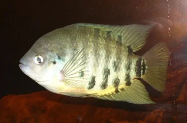 DSCF0248.webp