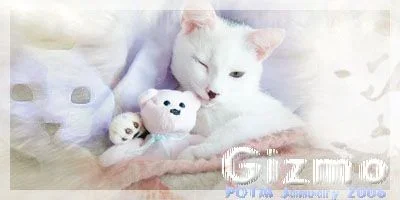 gizmo.webp