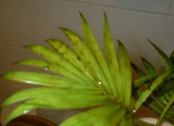 palm.webp