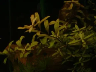 DSCF0005.webp