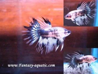 betta1.webp