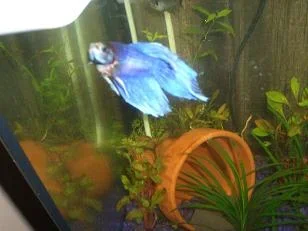fighter_blue.webp