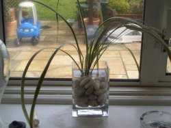 plant_01.JPG