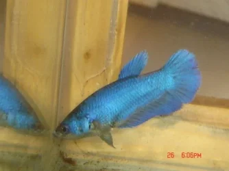 fish_006.webp