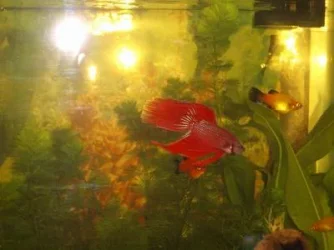 Resize_of_fish1_002.webp