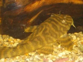 Resize_of_fish1_008.webp
