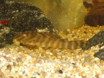 Resize_of_fish1_013.webp