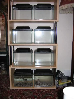 tanks_in_shelves.webp