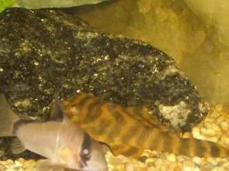 Resize_of_fish1_014.webp