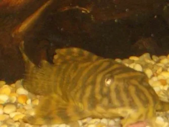 Resize_of_fish1_009.webp