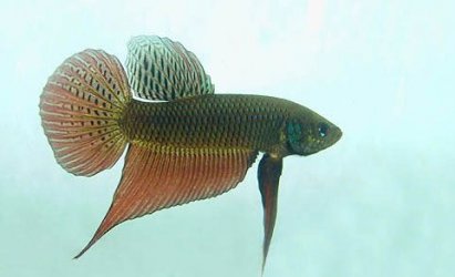 fwbettas1142008737.jpg