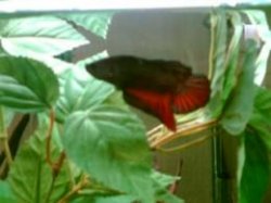 Kogen2.jpg Kogen2.jpg