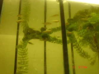 fish_021.webp