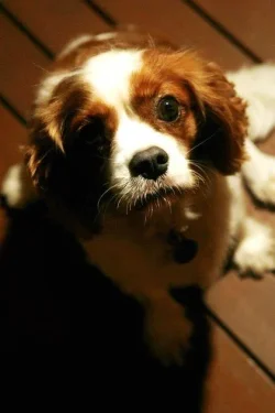 puuuupppppyyy.webp