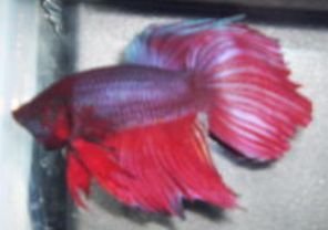 CA7UQH7betta.jpg CA7UQH7betta.jpg