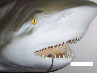 STEVE_2.jpg STEVE_2.jpg