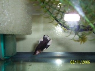 hmpk_bnw_male001.jpg hmpk_bnw_male001.jpg