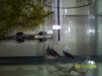 hmpk_bnw_pair.jpg hmpk_bnw_pair.jpg