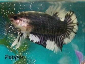 peppermale.jpg peppermale.jpg