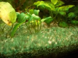 algae.jpg