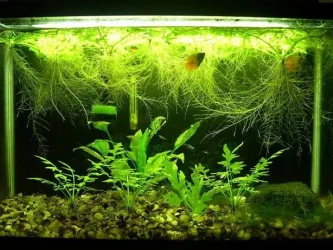 tank.webp