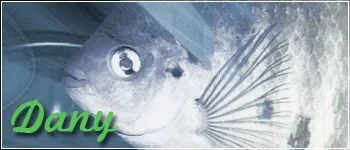 dany.webp