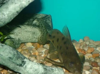 fish0206_067.webp