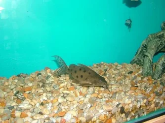 fish0206_069.webp