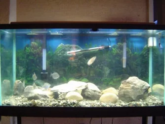 90_gallon_stocked.webp