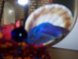 fish_fish.JPG fish_fish.JPG