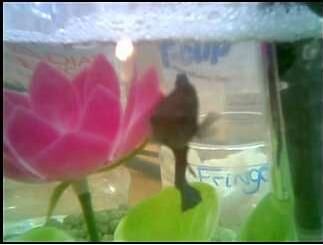 Mortimer.JPG Mortimer.JPG