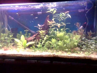 new_tank.webp