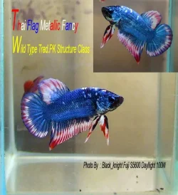 betta2.webp