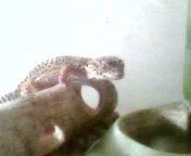 lizard.webp