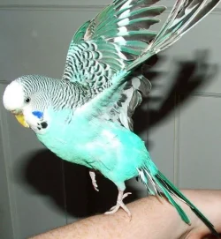 birdie4small.webp