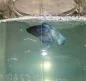 mrwulittle.webp