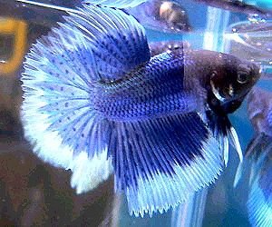 bandit.jpg bandit.jpg