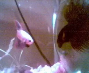 Fishies_006.webp