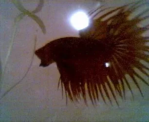 Fishies_012.webp