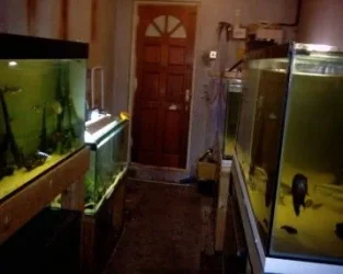 fish_room_001.webp fish_room_001.webp