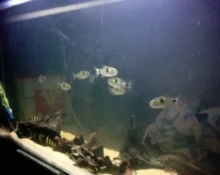 close_up_55.webp close_up_55.webp