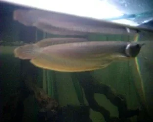 arowana_2.webp arowana_2.webp
