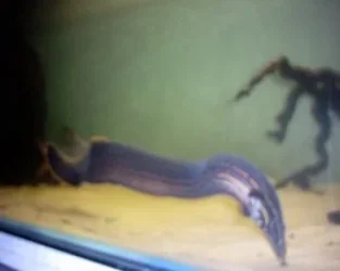 fire_eel_1.webp fire_eel_1.webp