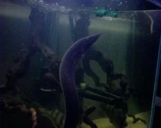 fire_eel_2.webp fire_eel_2.webp