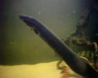 fire_eel_3.webp fire_eel_3.webp