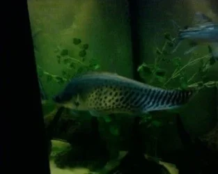 knife_fish_1.webp