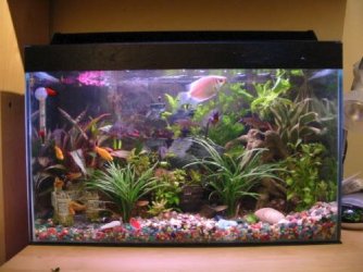 craigs_tank.jpg craigs_tank.jpg